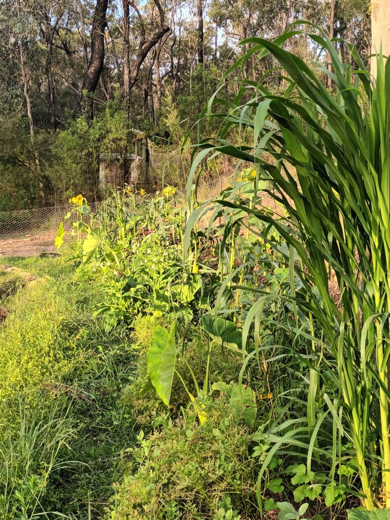 permaculture design
