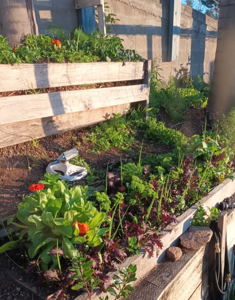 permaculture design
