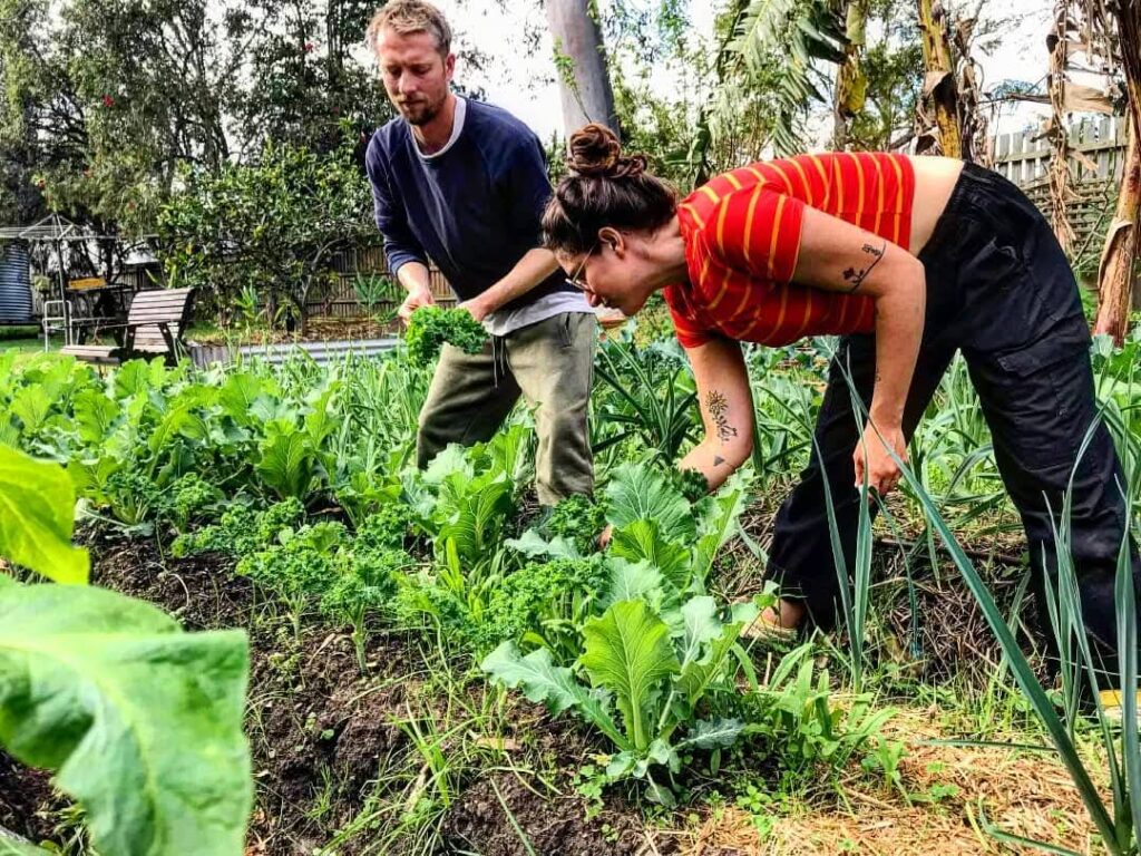 permaculture designs