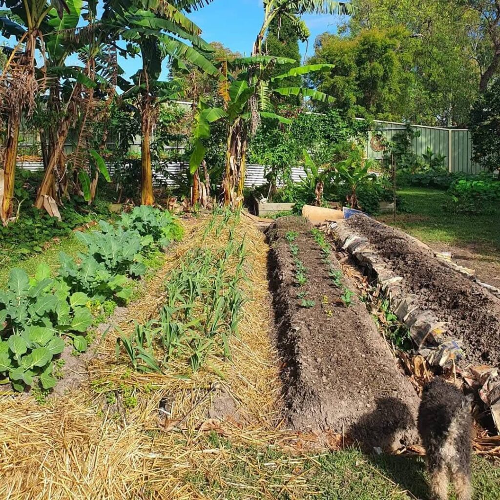 permaculture design