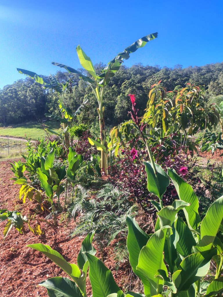 permaculture designs