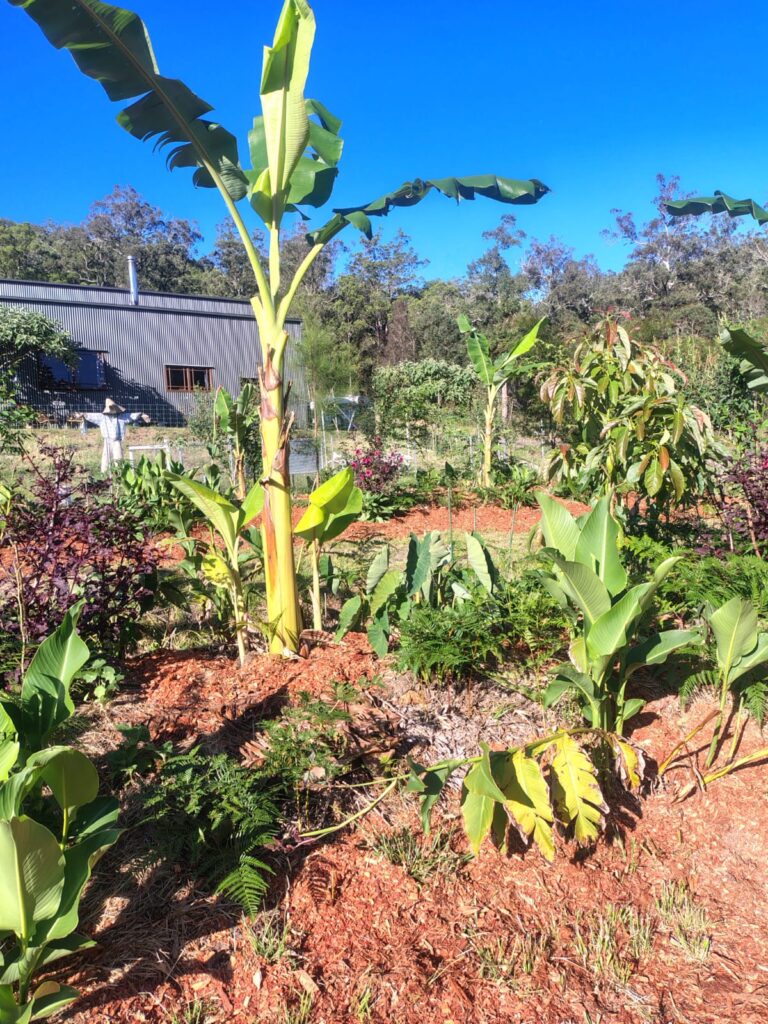 permaculture designs