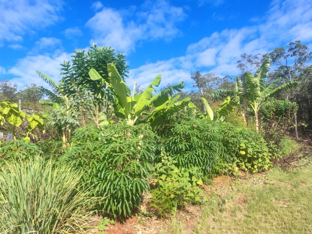 permaculture designs