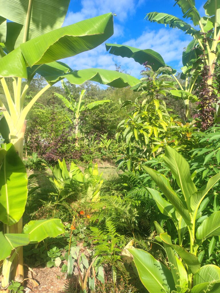 permaculture designs