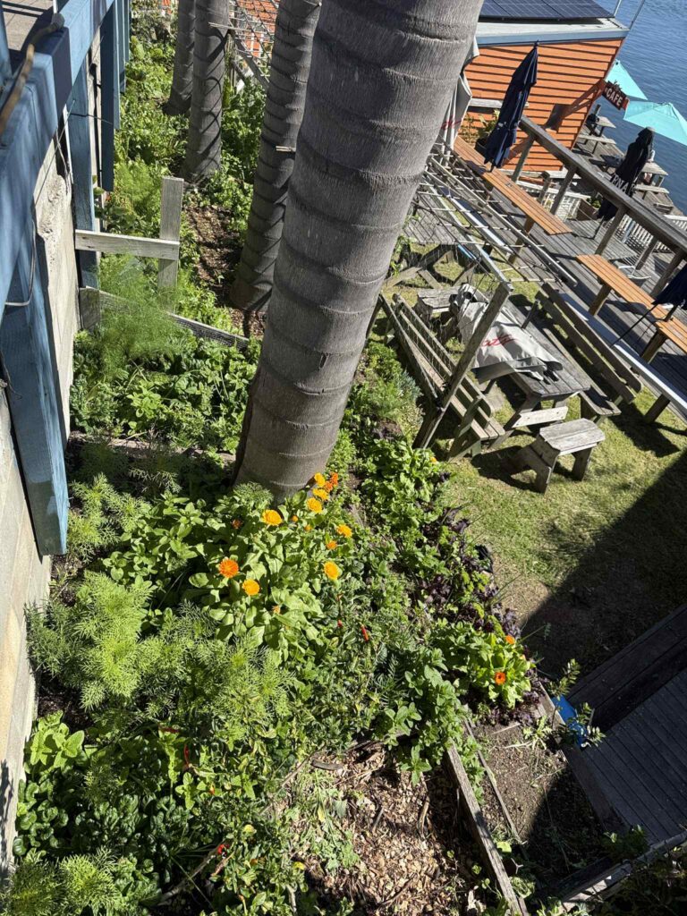 permaculture design