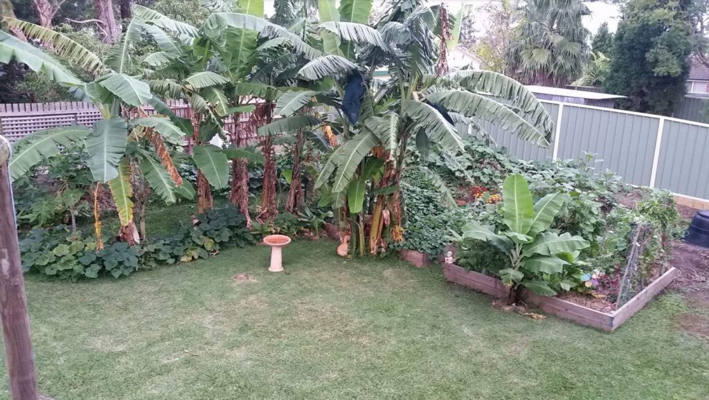 permaculture design