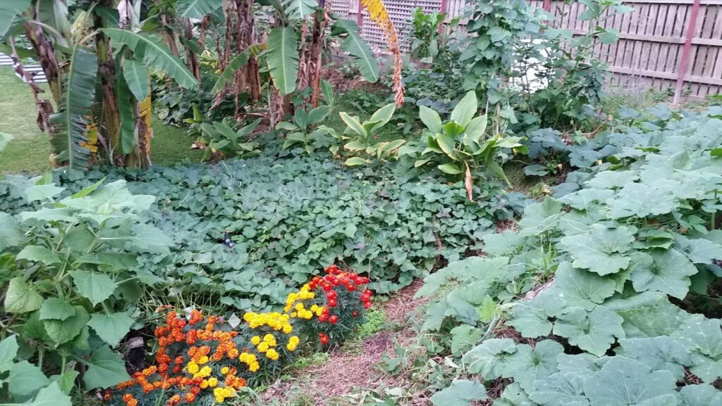 permaculture design