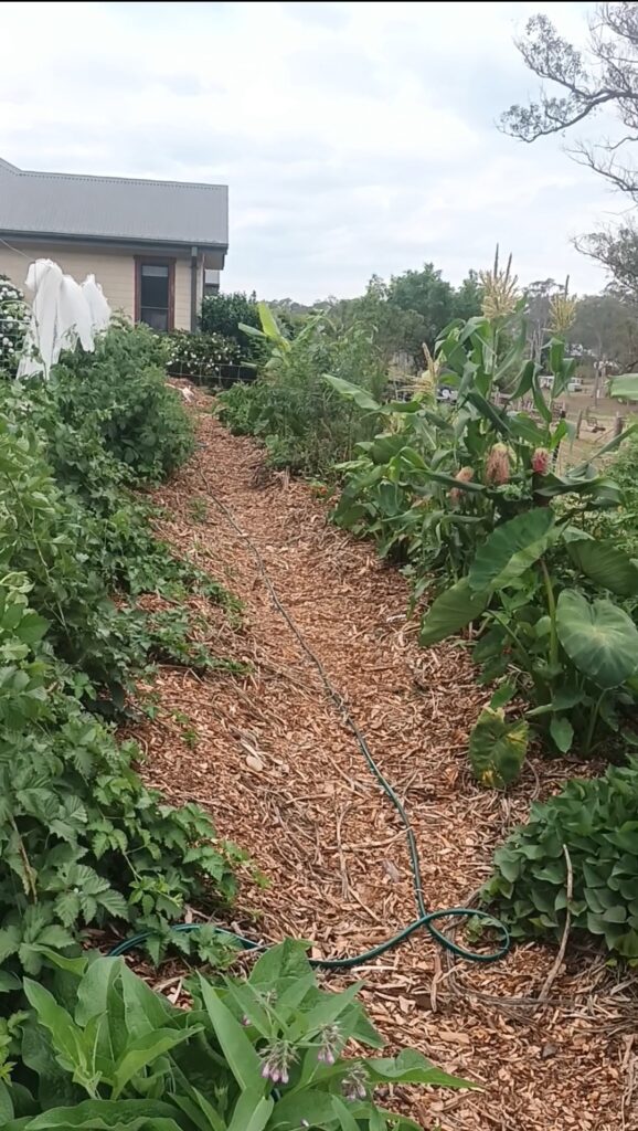 permaculture design