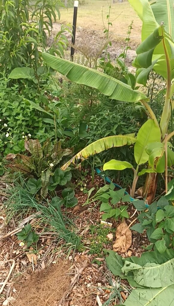 permaculture design