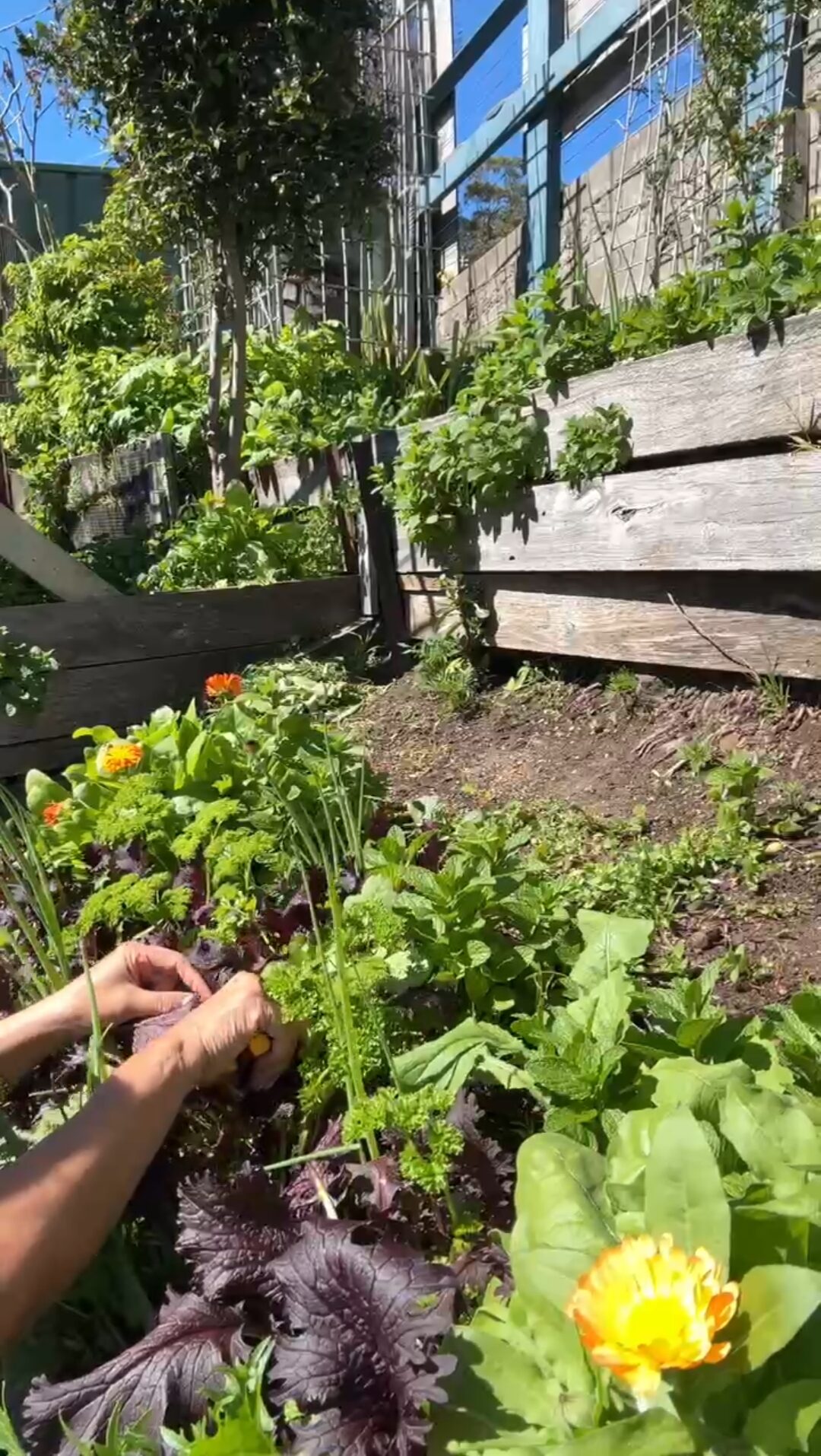 permaculture design