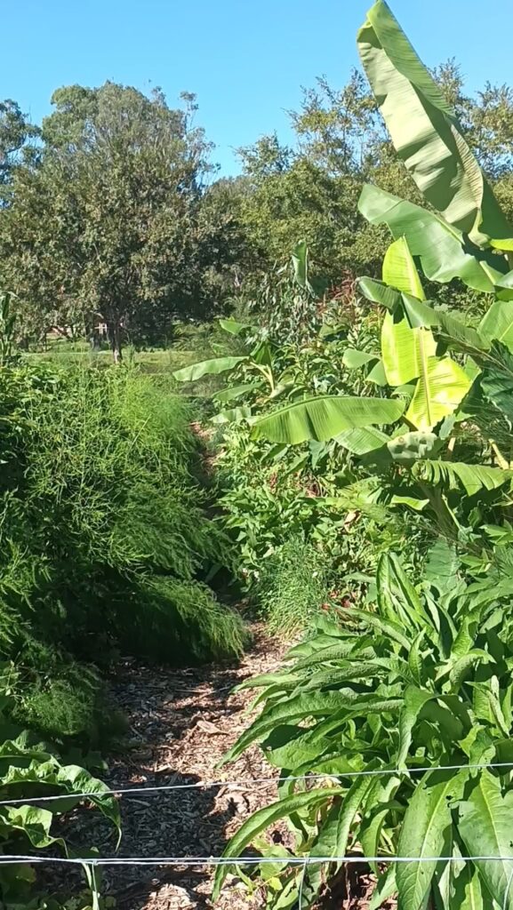 permaculture design